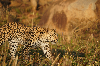 Gepard im Nkomazi Game Reserve
